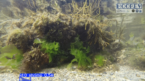 SAM3 segmentation of shrimps. 