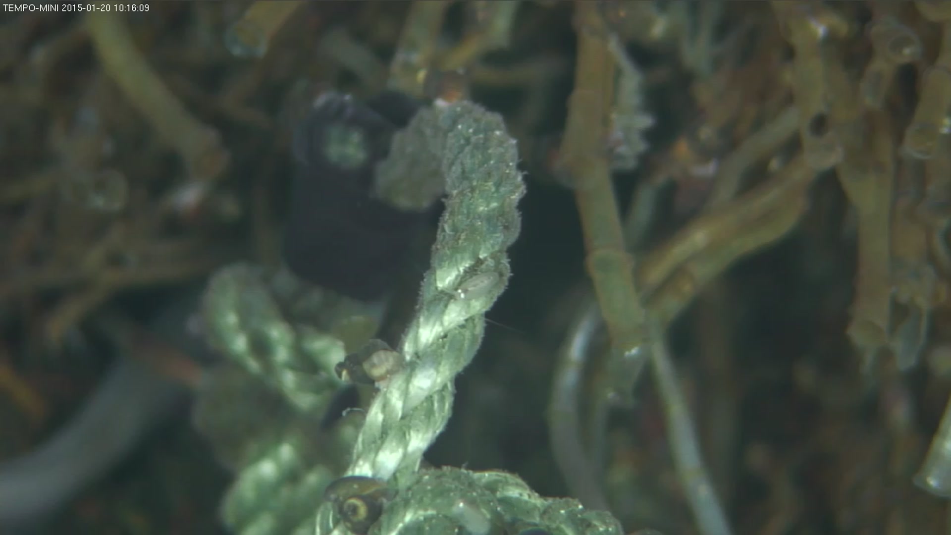 sample buccinid2 data. 