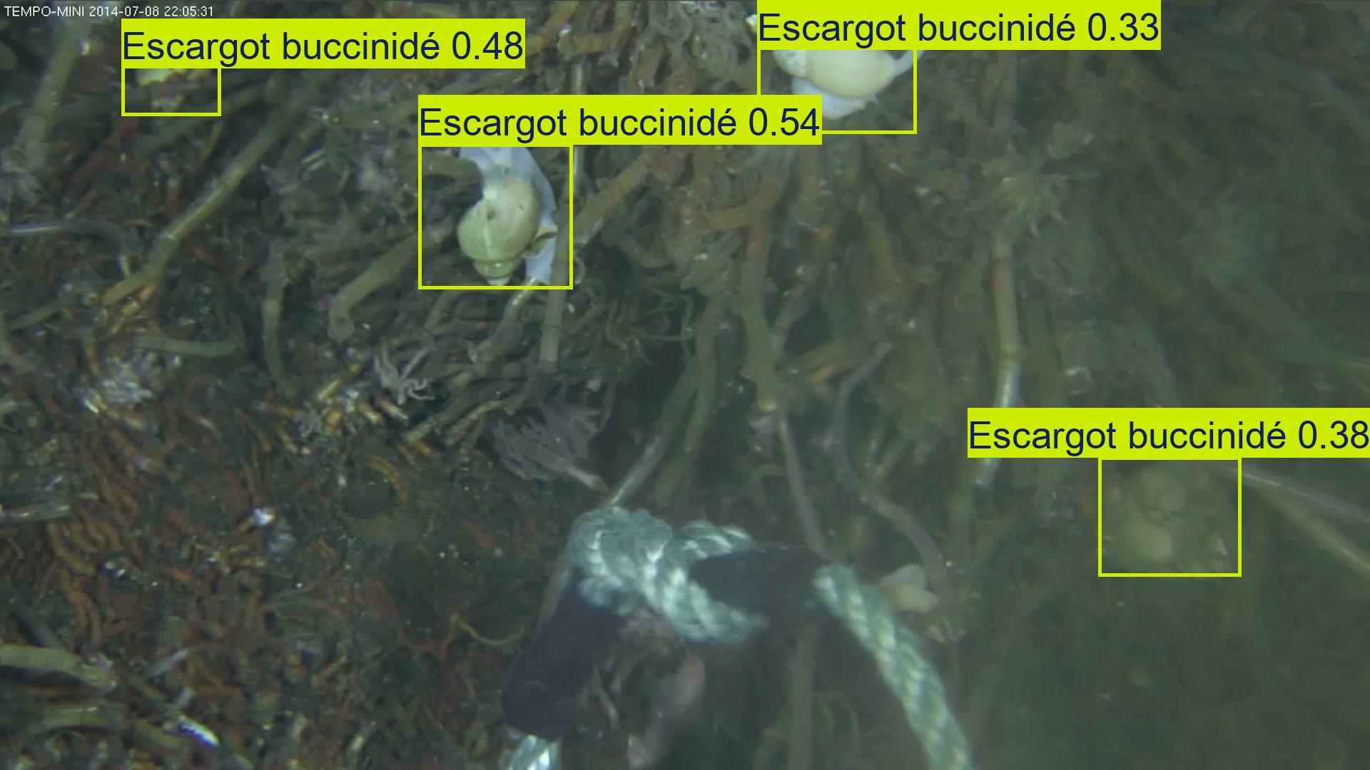 buccinid. 