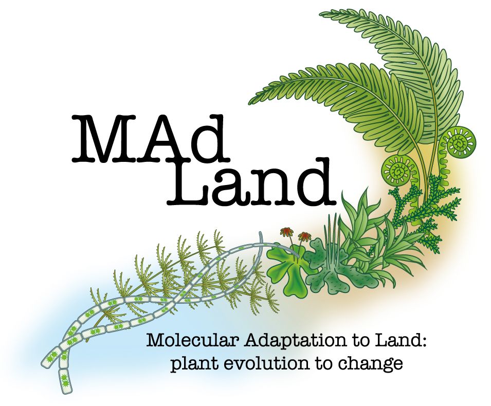 MAdLand - Molecular Adaptation to Land: plant evolution to change avatar