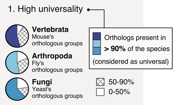 Explanation of orthology classification for creation of BUSCO sets - Universality