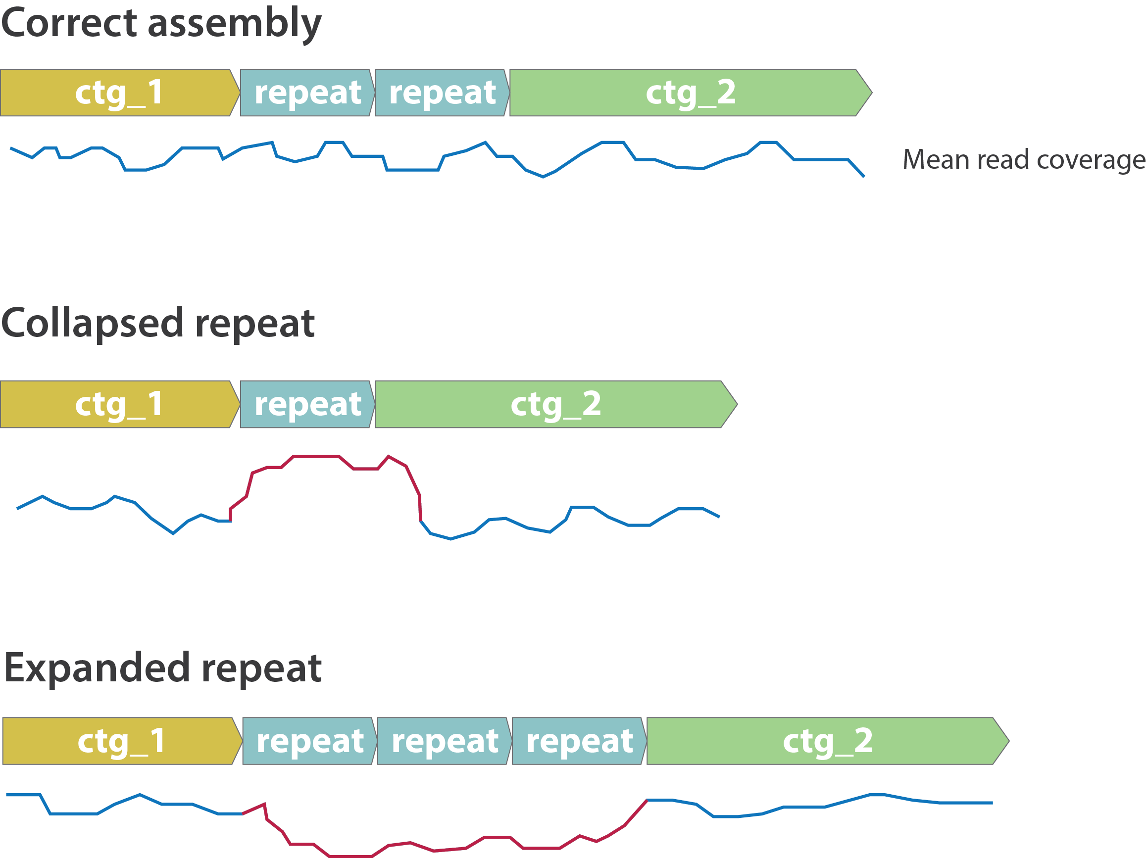 Illustration of collapsed and expanded repeats assembly errors.