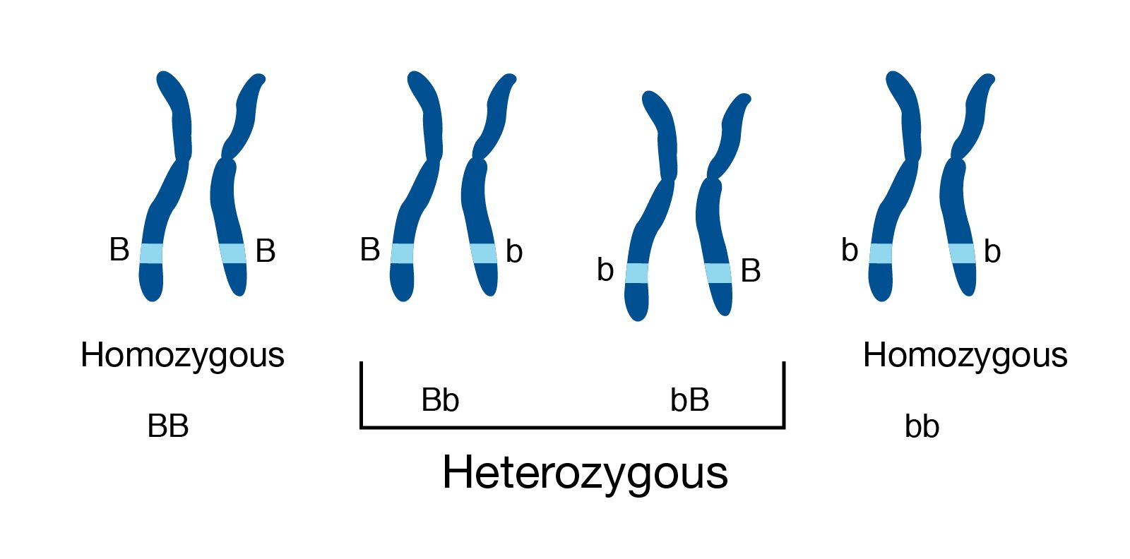 Heterozigous genotype