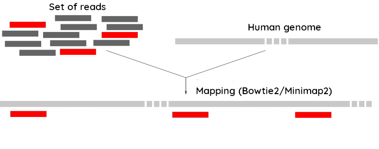A set of reads and a human genome are put together, mapping done with bowtie2 or minimap2 to identify reads which map to the human genome. (Then these are removed.)