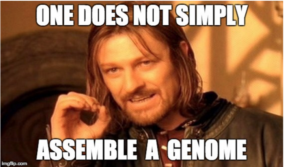 A meme image showing boromir from lord of the rings. The text reads: one does not simply assemble a genome.