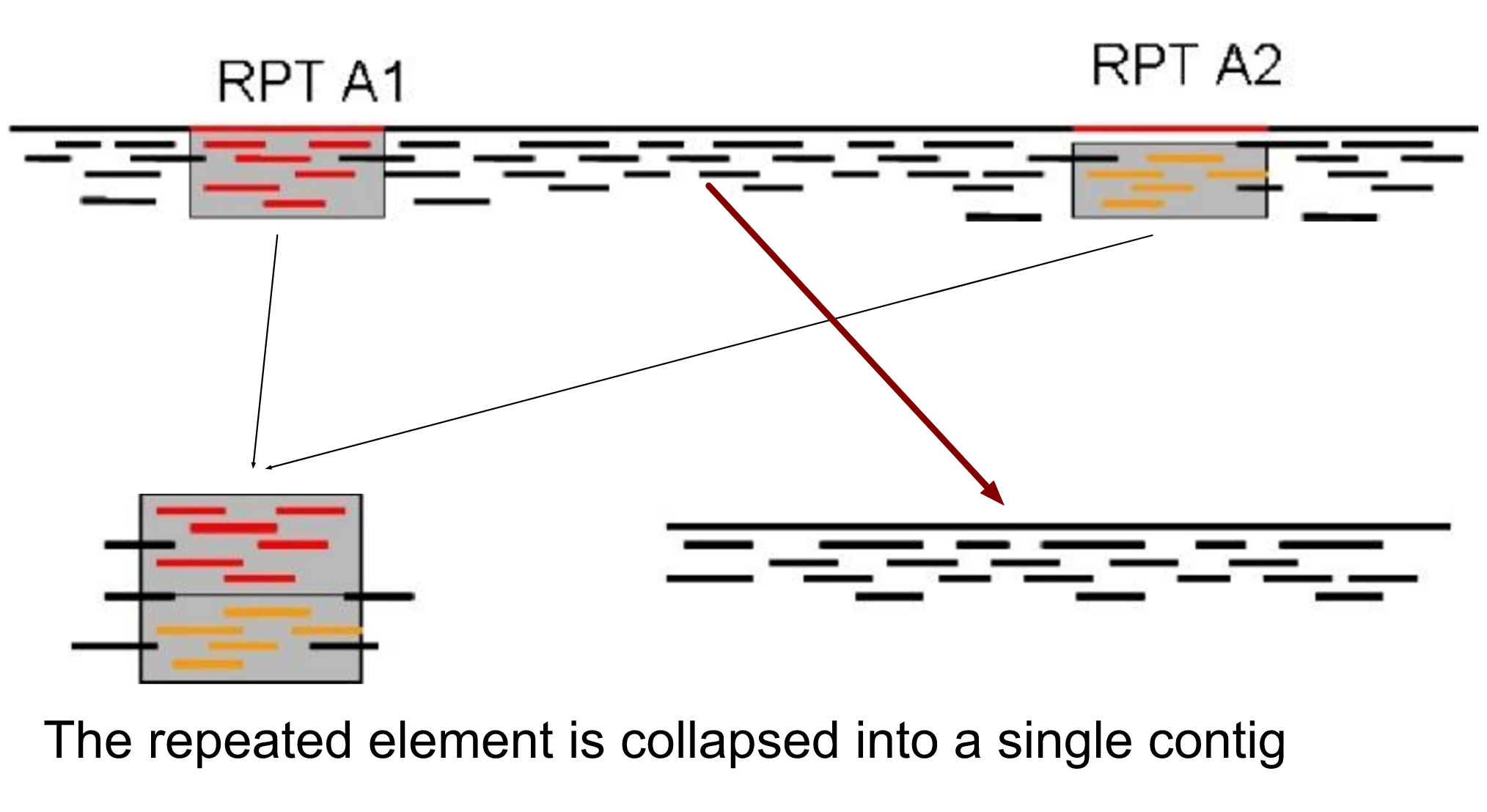 A genome with a repeat in two distinct locations is shown. Arrows point to the repeats being collapsed, and then the in-between bits being cut out of the sequence completely.