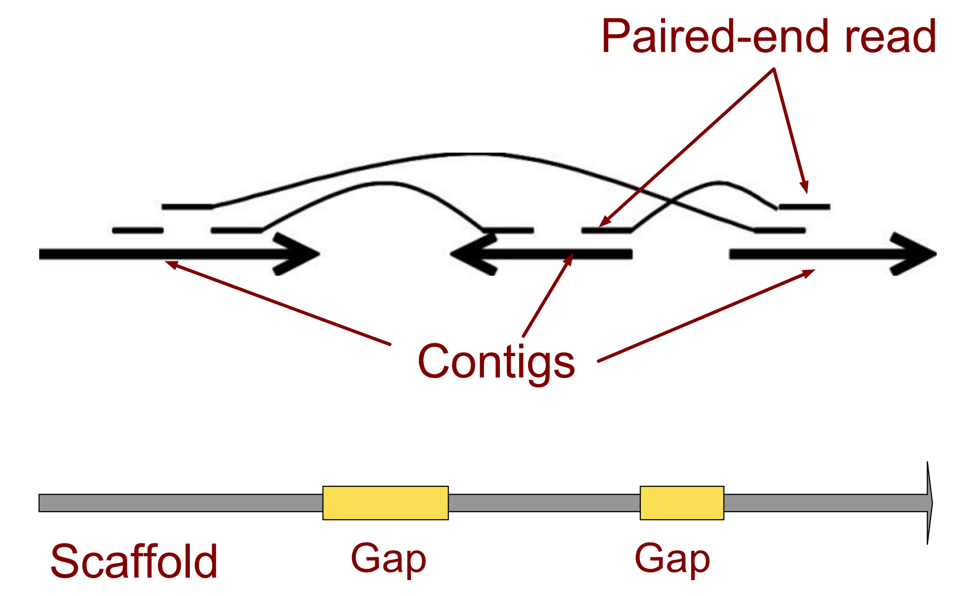 A scaffold with gaps as yellow boxes is shown. Above is a set of contigs and paired-end reads shown bridging the gaps.
