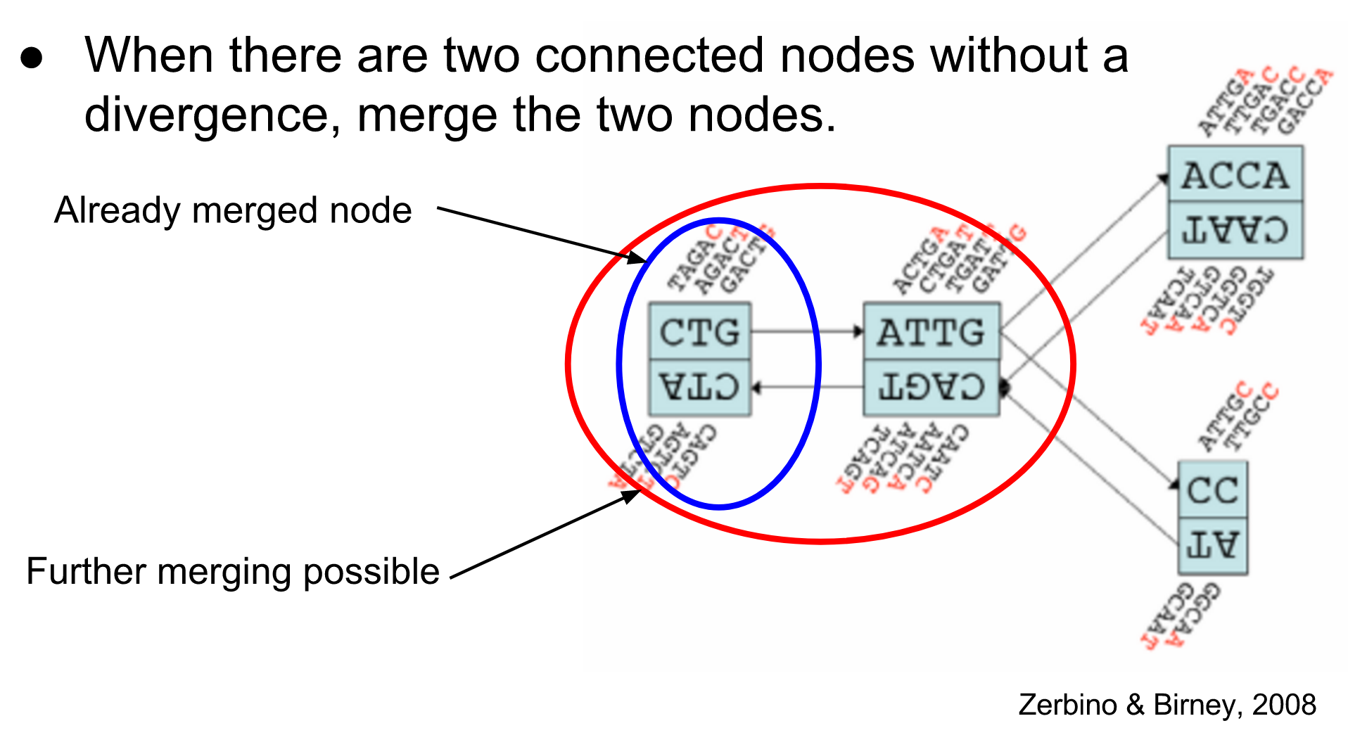Looking at a doubly connected graph with forward/reverse sequences and piles of overlaps. Nodes are connected with lines. One node is labelled as already merged, and two nodes sharing a prefix are labelled as further merging possible.