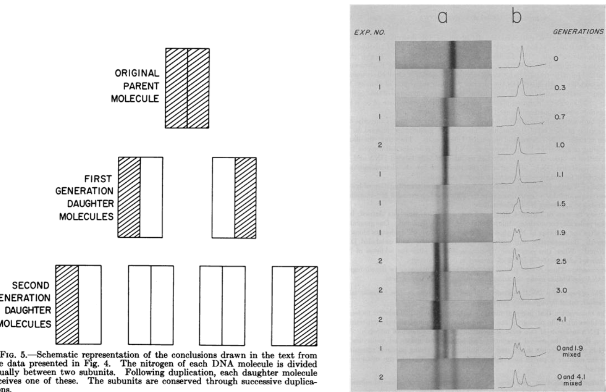 Meselson, Stahl experiment 2