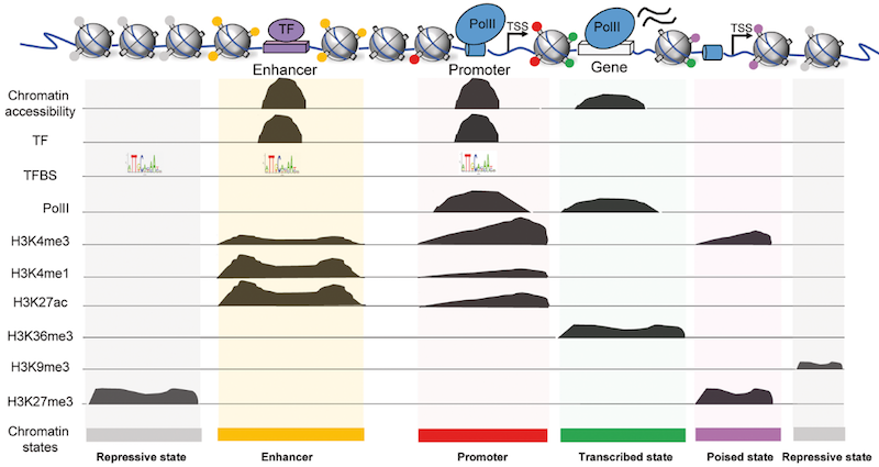 A complicated figure showing a set of nucleosomes at the top with the following regions appearing to be exposed to sequencing: enhancer, promoter, gene, and tss regions. several charts appear below, chromatin accessibility showing broad peaks around the enhancer, promoter, and gene. the transcription factor chart shows peaks around enhancer and promoter. A line labelled TFBS shows sequences in repressive state (the nucleosome regions), enhancer, and promoter. The PollI track shows peaks below promoter and gene. Then several organisms labelled things like H3K4me1, H3K36me3 show various peaks along the regions of repressive state, enhancer, promoter, transcribed state (the gene) and poised state (the transcription start site.).