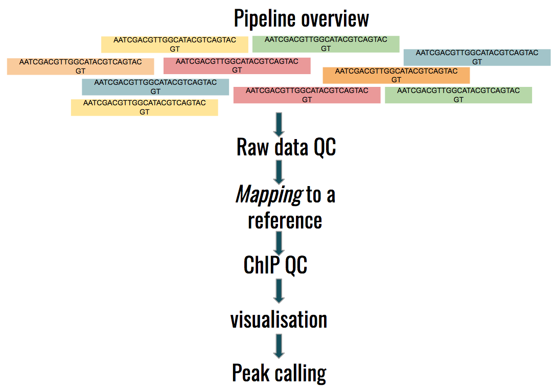 Graphic labelled Pipeline overview. Reads go through QC, mapping to a reference, ChIP QC, Visualisation, and Peak Calling.