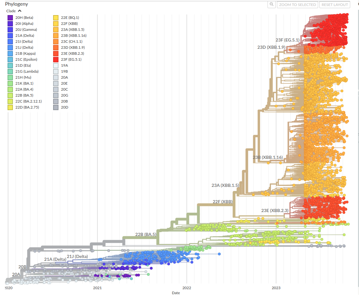 Phylogenetic tree for SARS-CoV-2 strains coloured by strain grouping