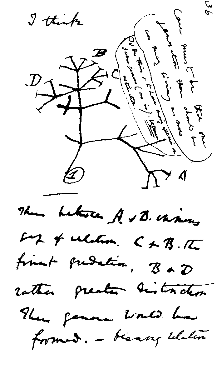 Hand drawn phylogenetic tree from Charles Darwin’s notebook with clades A, B, C, D branching from a common ancestor. Prefaced with handwriting that reads ‘I think’ and annotated with other illegible notes.