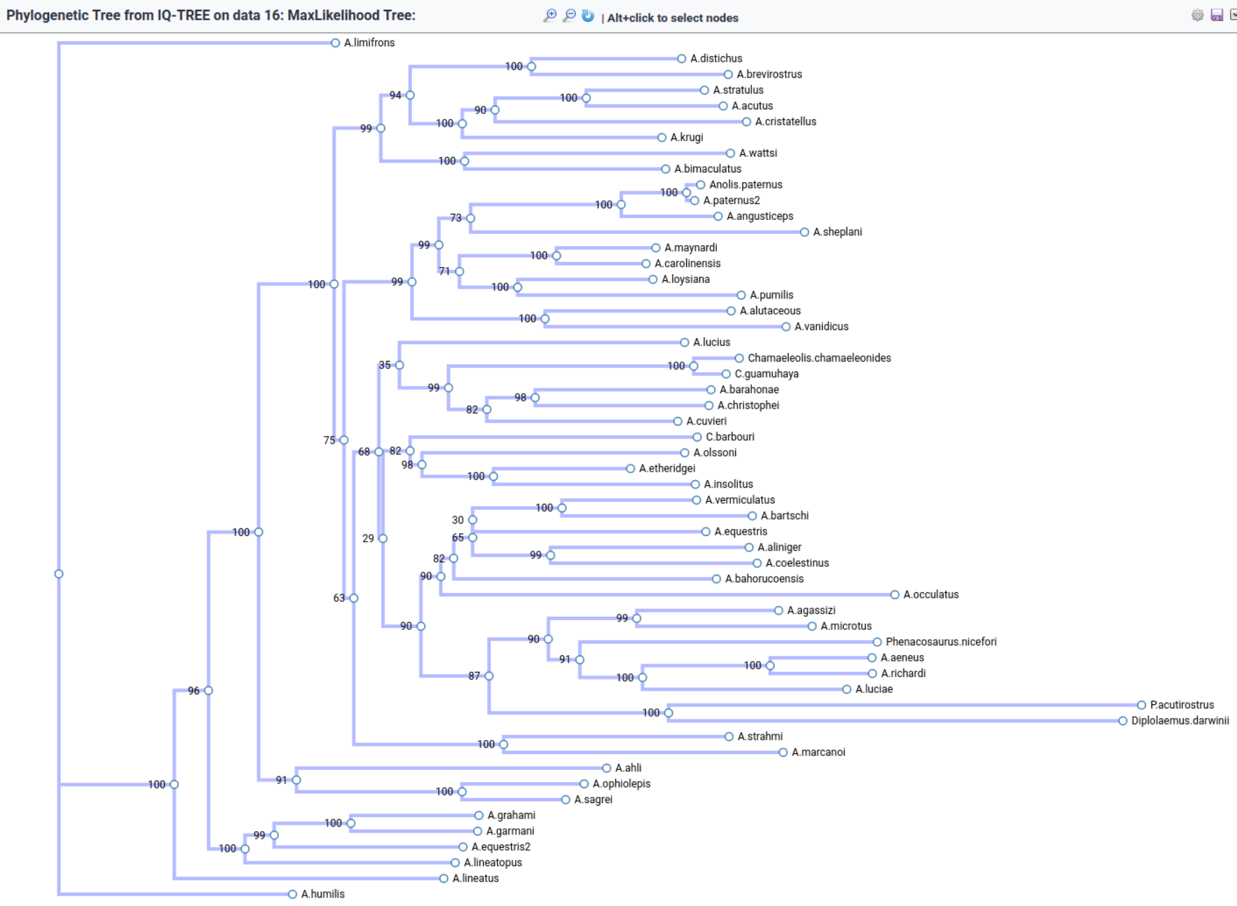 Screenshot of a phylogenetic tree of Anolis species. The root of the tree is on the left and the species are listed vertically on the right. The tree consists of multiple branching events and clades and includes bootstrap values.