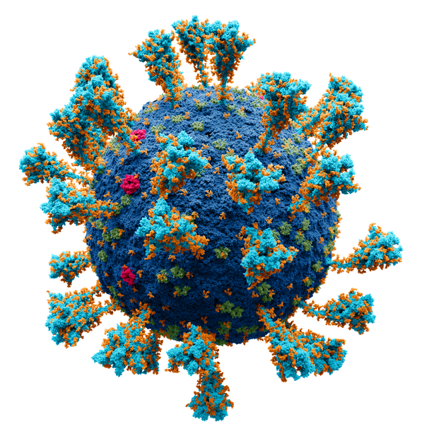 Model of the external structure of the SARS-CoV-2 virion