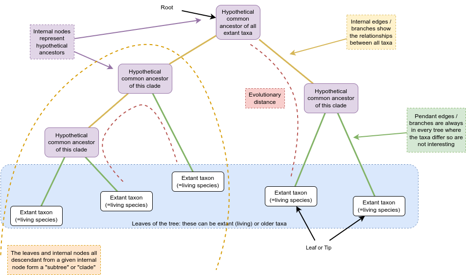 Schematic of a phylogenetic tree where features such as nodes/taxa, edges/branches are annotated and colour coded. The root of the tree is at the top of the image and the tree branches into two clades as you move towards the bottom of the image. The clades are formed of hypothetical common ancestors and five extant taxa which are labelled as the ‘in group’. Two additional taxa are appended to the right hand side of the tree and are labelled as the outgroup.