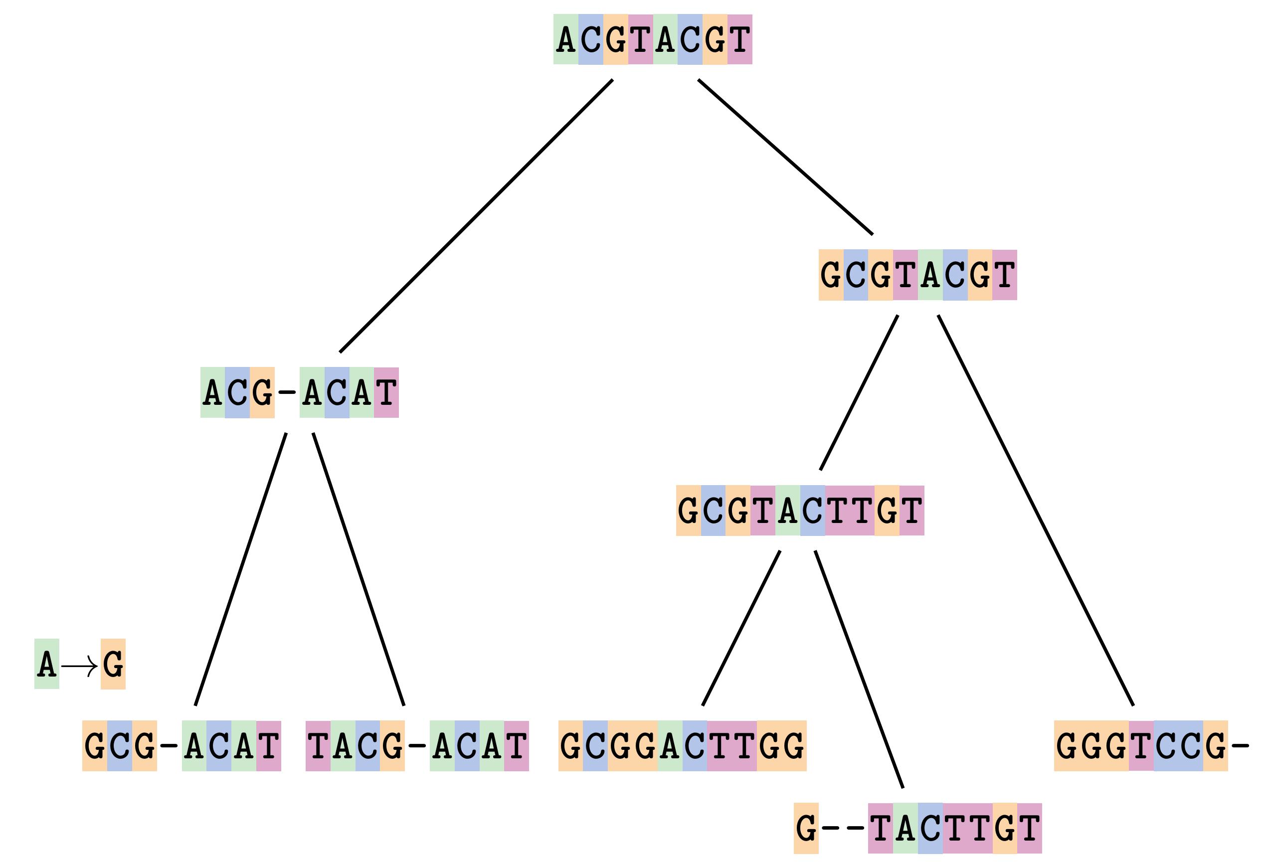 A schematic of a phylogenetic tree showing the evolution of different DNA sequences from a common ancestral sequence. An A to G substitution is highlighted in one of the branches.