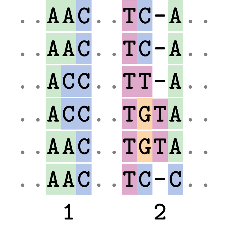 A possible alignment of six DNA sequences arranged vertically drawing attention to a position 1 where gaps have been removed to improve alignment at position 2.