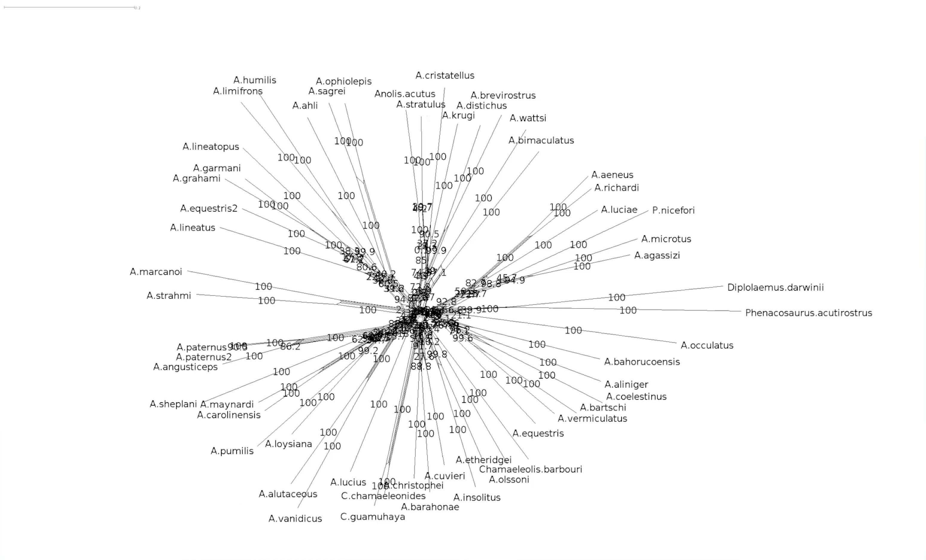 Screen shot of a circular phylogenetic network with multiple branches splitting out from a central point. Each branch is annotated with a value between 0-100