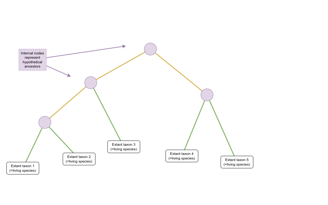 Schematic of a phylogenetic tree where internal nodes are represented by purple circles and extant taxa by white rectangles. Coloured lines represent the relationship between nodes and taxa. The internal nodes are indicated by an arrow and labelled with “Internal nodes represent hypothetical ancestors”. The root of the tree is at the top of the image. The tree branches multiple times from this node through additional internal nodes forming three clades composed of five extant taxa at the bottom of the image.