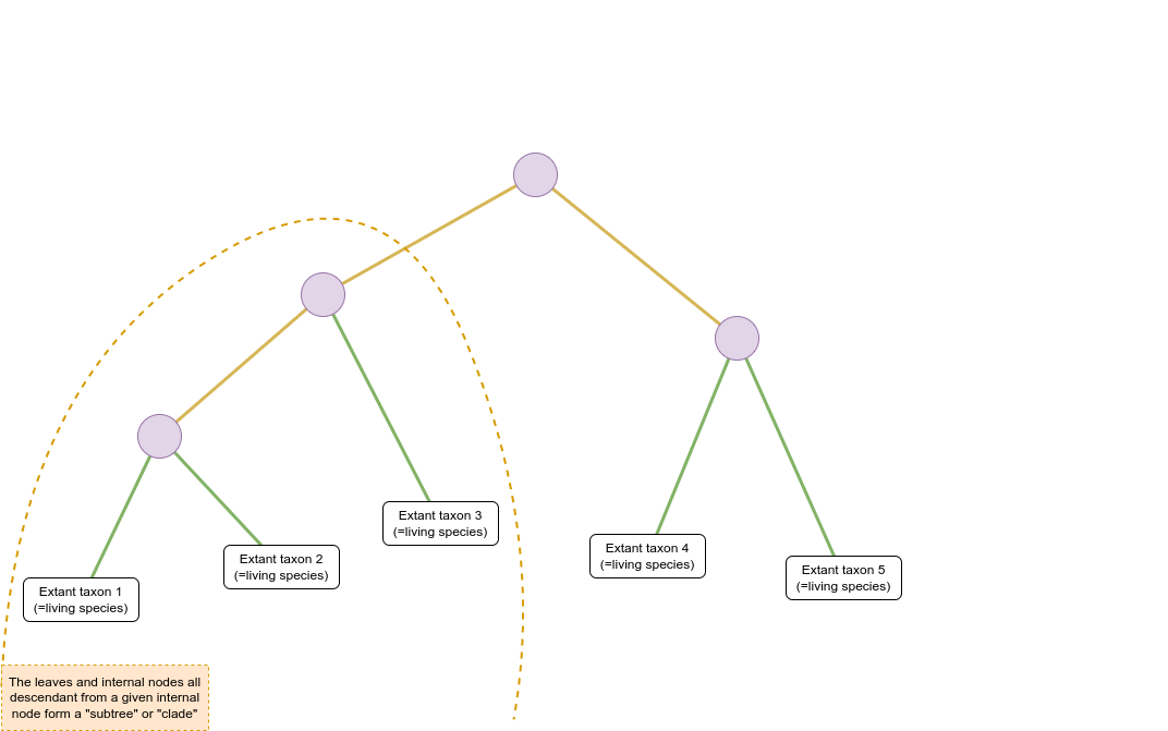 Schematic of a phylogenetic tree where internal nodes are represented by purple circles and extant taxa by white rectangles. Coloured lines represent the relationship between nodes and taxa. The root of the tree is at the top of the image. The tree branches multiple times from the root through additional internal nodes forming three clades composed of five extant taxa at the bottom of the image. A yellow dotted line circles a branch containing three extant taxa and two internal nodes on the left. Text states “The leaves and internal nodes all descendant from a given internal node form a subtree or clade’.