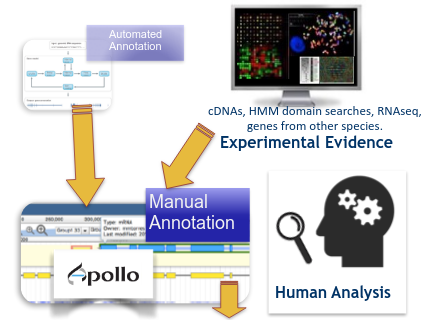 Schema showing how automated annotation, experimental evidences (cDNAs, HMM domain searches, RNASeq, similarity with other species), and human analysis are used by Apollo to manually curate an annotation