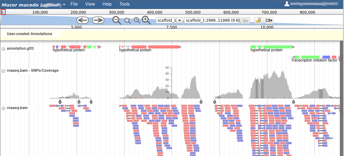 JBrowse with RNA-Seq data shown, genes appear as red green and blue stripes with a pointed end, RNA-Seq appear as a coverage plot along the genome, and as individual reads as red and blue stripes. 