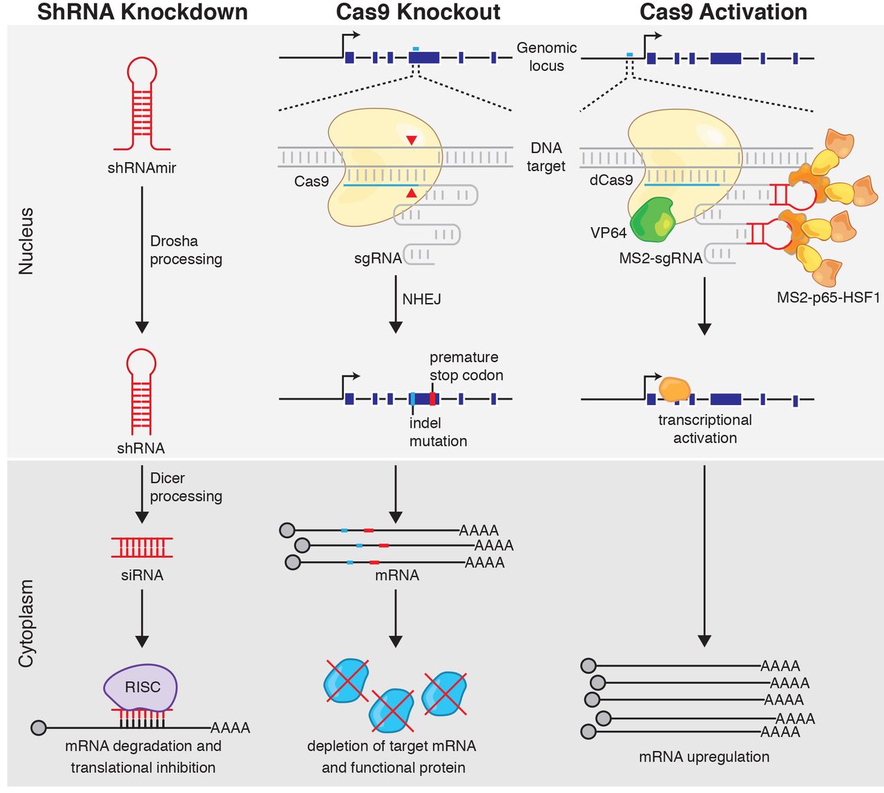 Illustration of CRISPR Screen Method. 