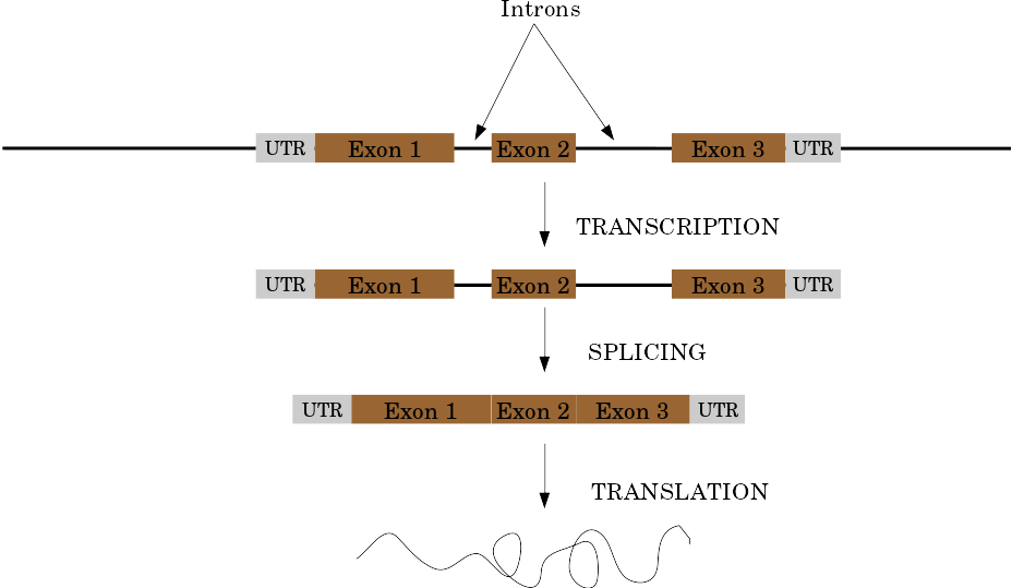 A cartoon of a eukaryotic gene with a UTR, Exon 1, an intro, Exon 2, another intro, and Exon 3 before a final UTR shown along a line representing DNA. The process of Transcription extracts the region between and including UTRs, exons, and introns. Splicing produces the next product which is just the UTRs and 3 exons, before translation into a protein.