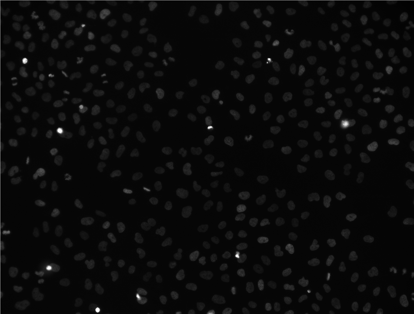 raw input image. 