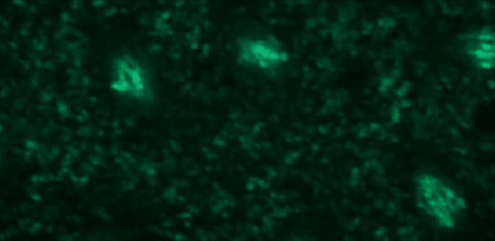 Video of green coloured cells dividing on a dark background.