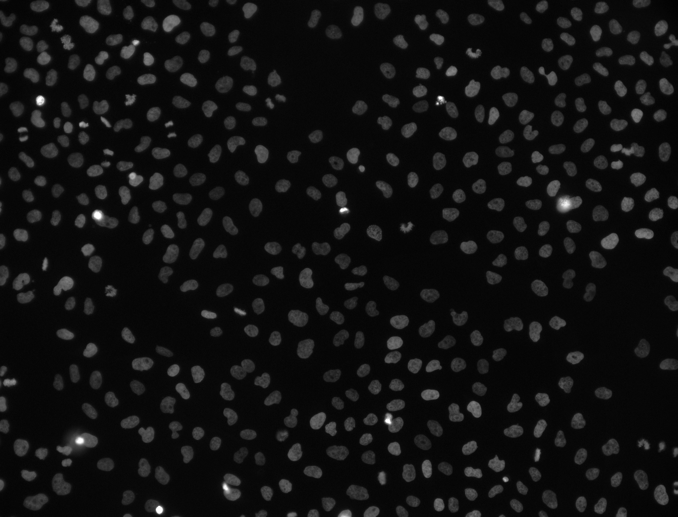 Cell image.