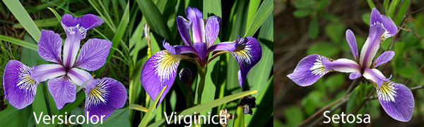 Three species of Iris flowers. 