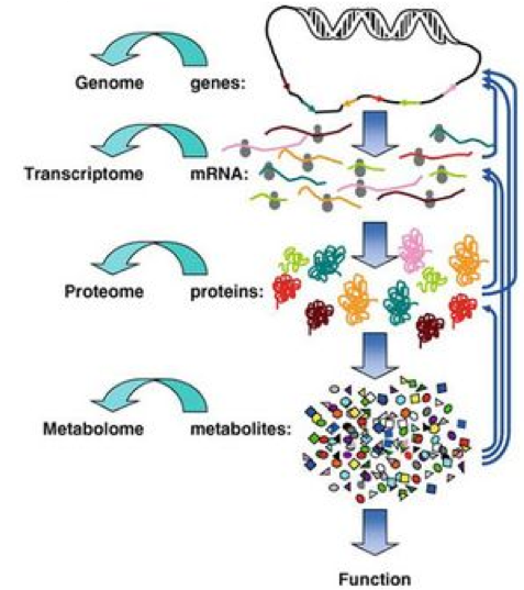 A cartoon of genes pointing to a genome, mRNA to a transcriptome, proteins to a proteome, and metabolites to a metabolome. All of these are connected by various lines, and finally point to function at the bottom.
