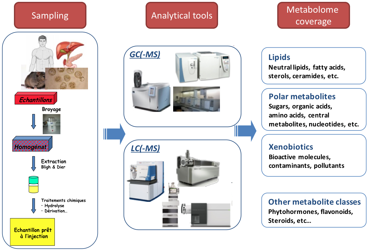 Samples are extracted, run through GC(-MS) and LC(-MS) to produce metabolome coverage and lists of classes like lipids, polar metabolites, xenobiotics, and other classes.