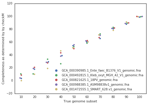 This scatter plot illustrates the relationship between true genome subset percentages (x-axis) and completeness as estimated by CheckM (y-axis) for five distinct microbial genomes, each represented by a different color: blue (GCA_000390985.1_Entamoeba_faecalis), green (GCA_000492815.1_Klebsiella_oxytoca), red (GCA_000988385.1_ASM98838v1), purple (GCA_001472555.1_SMART_628), and yellow (GCA_000821625.1_18PV). Each point corresponds to a subset of the genome, showing how CheckM's completeness estimates align closely with the true subset percentages. The plot demonstrates that CheckM accurately predicts genome completeness, with points clustering near the diagonal line, indicating a strong correlation between the true and estimated completeness values. This highlights CheckM's reliability for assessing genome completeness in metagenomic studies.