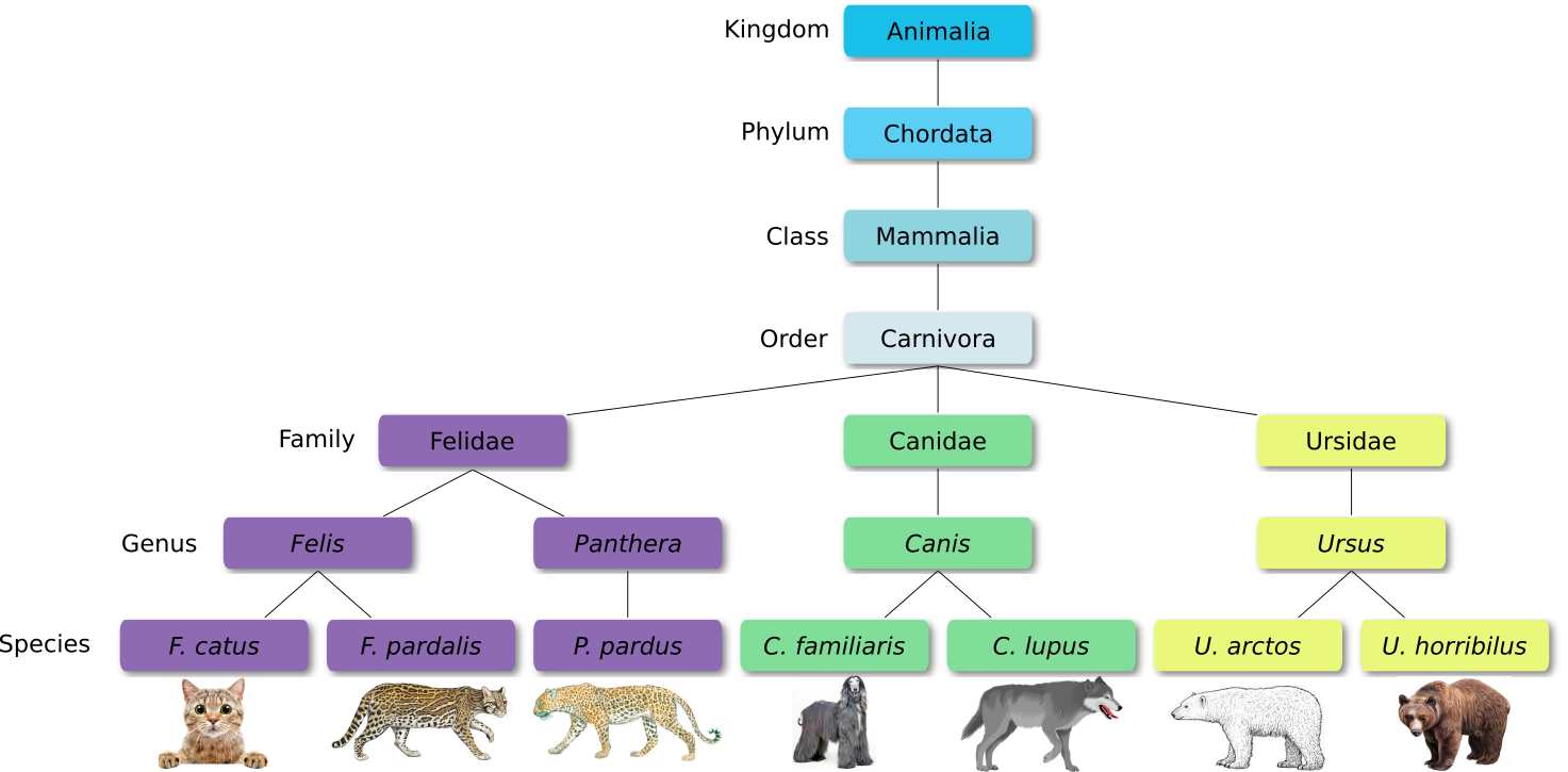 Example of taxonomy. It starts, top to bottom, with Kingdom "Animalia", Phylum "Chordata", Class "Mammalia", and Order "Carnivora". Then it splits in 3. On the left, Family "Felidae", with 2 genus "Felis" and "Panthera" and below 3 species "F. catus" and "F. pardalis" below "Felis", "P. pardus" below "Panthera". In the middle, Family "Canidae", genus "Canis" and 2 species "C. familiaris" and "C. lupus". On the right, Family "Ursidae", Genus "Ursus" and 2 species "U. arctos" and "U. horribilus". Below each species is a illustration of the species