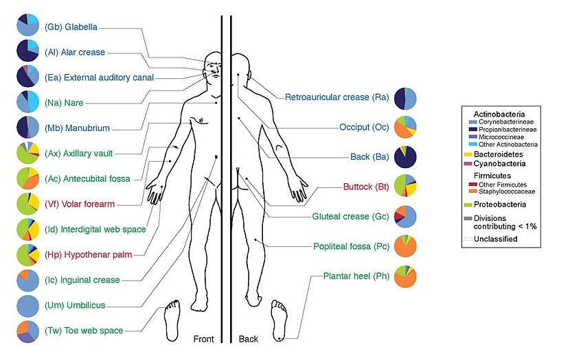 Image of a human with various pie charts pointing to various regions of the body where microbe populations live