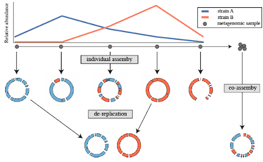 Image shows the process of individual assembly on two strains and five samples, after individual assembly of samples two samples are chosen for de-replication process. In parallel, co-assembly on all five samples is performed. 