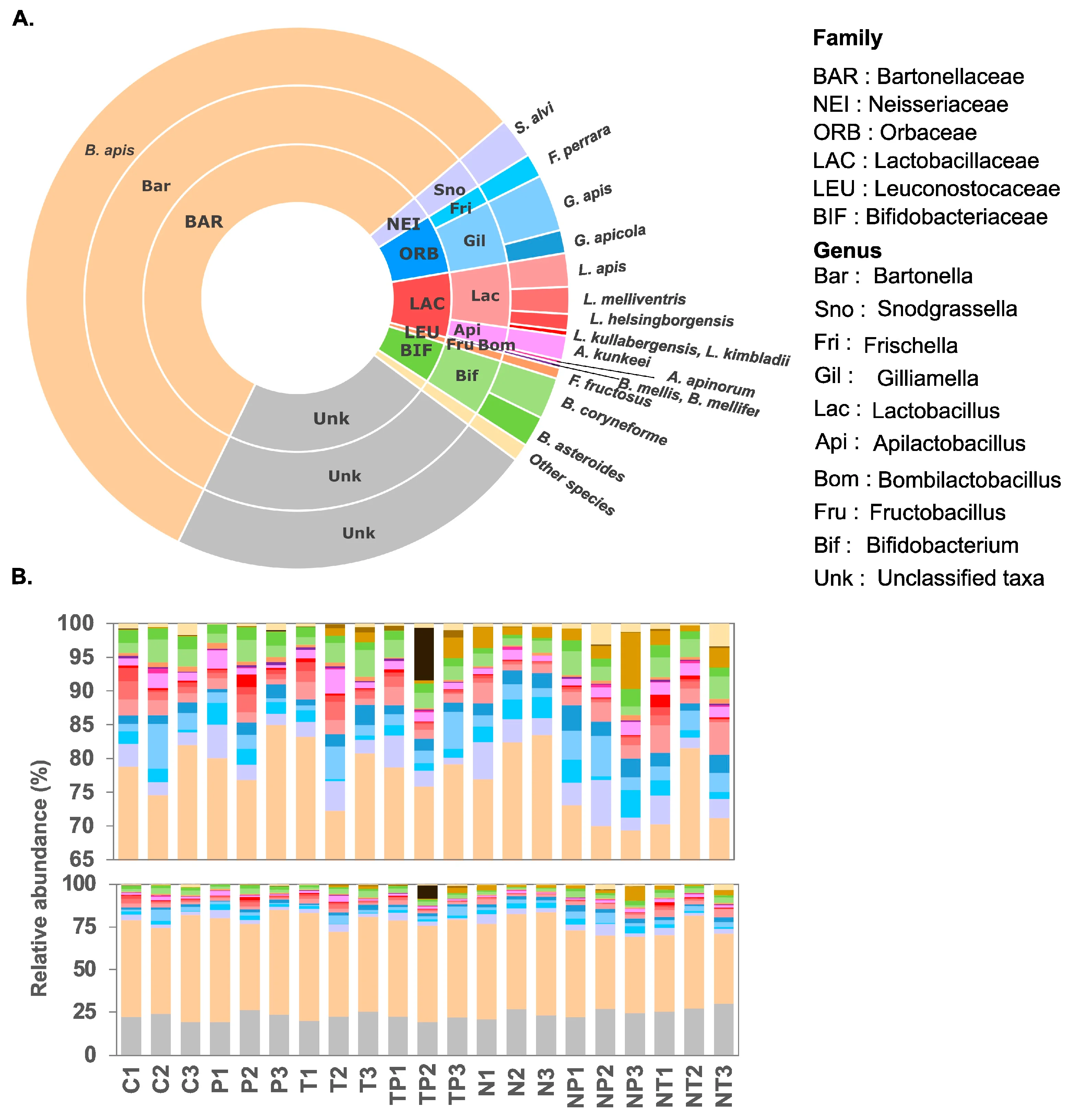 This figure presents the composition and relative abundance of bacterial families and genera in the honeybee gut microbiome across different samples. Panel A features a multi-layered circular plot illustrating the taxonomic distribution of bacterial families (outer ring) and genera (inner ring), with color-coded segments representing distinct families such as Bartonellaceae (BAR), Neisseriaceae (NEI), Orbaceae (ORB), Lactobacillaceae (LAC), Leuconostocaceae (LEU), Bifidobacteriaceae (BIF), and unclassified taxa (Unk). Specific species within each genus, such as Snodgrassella alvi, Frischella perrara, Gilliamella apicola, and various Lactobacillus species, are also labeled. Panel B shows stacked bar charts depicting the relative abundance (%) of these bacterial taxa across multiple samples (C1-C3, P1-P3, T1-T3, TP1-TP3, N1-N3, NP1-NP3, NT1-NT3), where each color corresponds to a specific bacterial family or genus. The bar charts reveal variations in microbial community structure, highlighting the dominance of core bee gut bacteria and the presence of unclassified or less abundant taxa, providing insights into the diversity and dynamics of the honeybee gut microbiome.