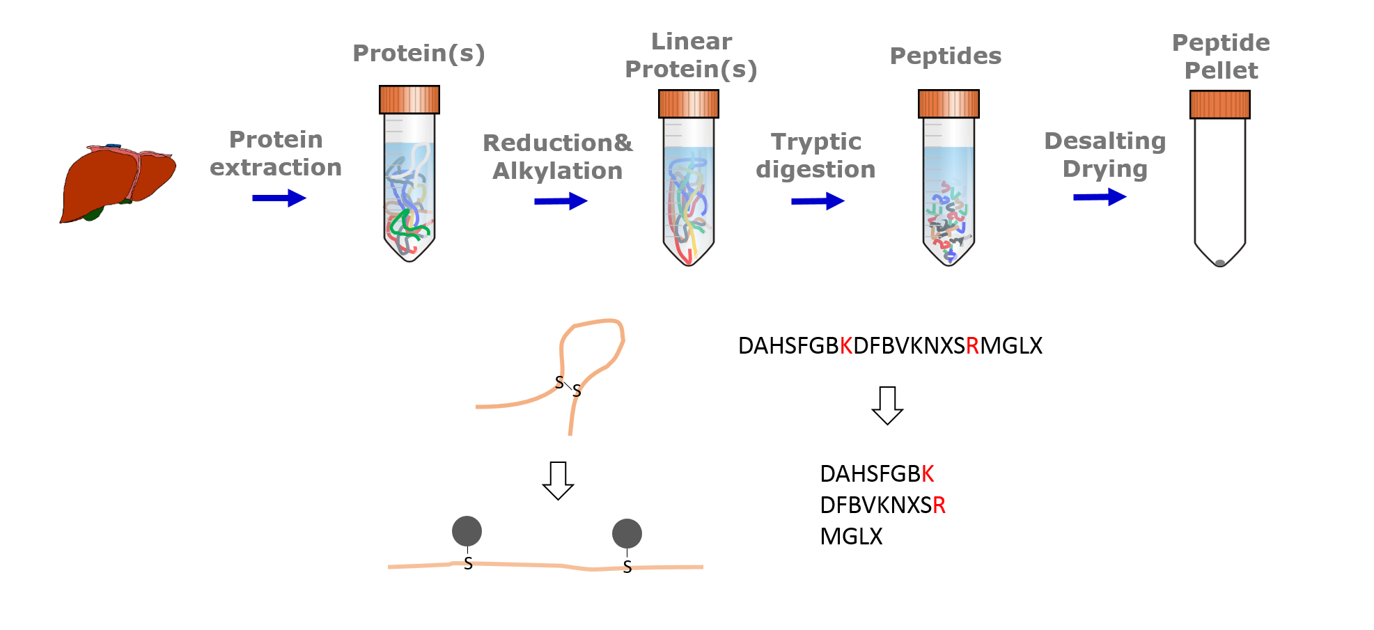 liver followed by protein extraction, reduction and alkylation, tryptic digestion, and deslating drying to produce a peptide pellet. Below is a schematic of protein crosslinking with S-S binding.