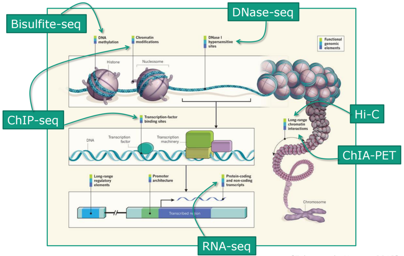 Cartoon of different types of sequencing and where they appear in the genome. Bisulfite and ChIP-Seq have arrows pointing to nucleosomes. DNaseq-seq points to the region between nucleosomes. Hi-C and ChIA-PET point to the long range chromatin interactions. RNA-Seq points to a subset of the genome showing a promoter and transcribed region.