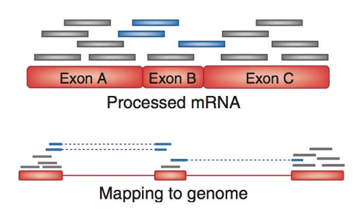 Mapping RNA. 