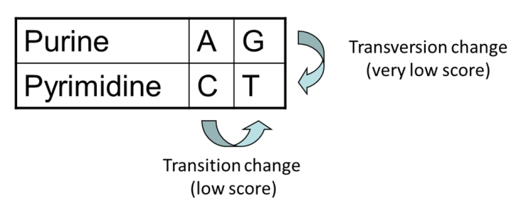 Transitions vs transversions. 