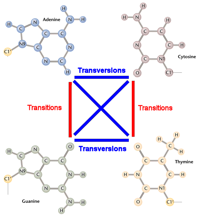 Transitions and transversions. 