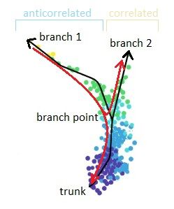 Branching points are identified as points where anticorrelated distances from branch ends become correlated