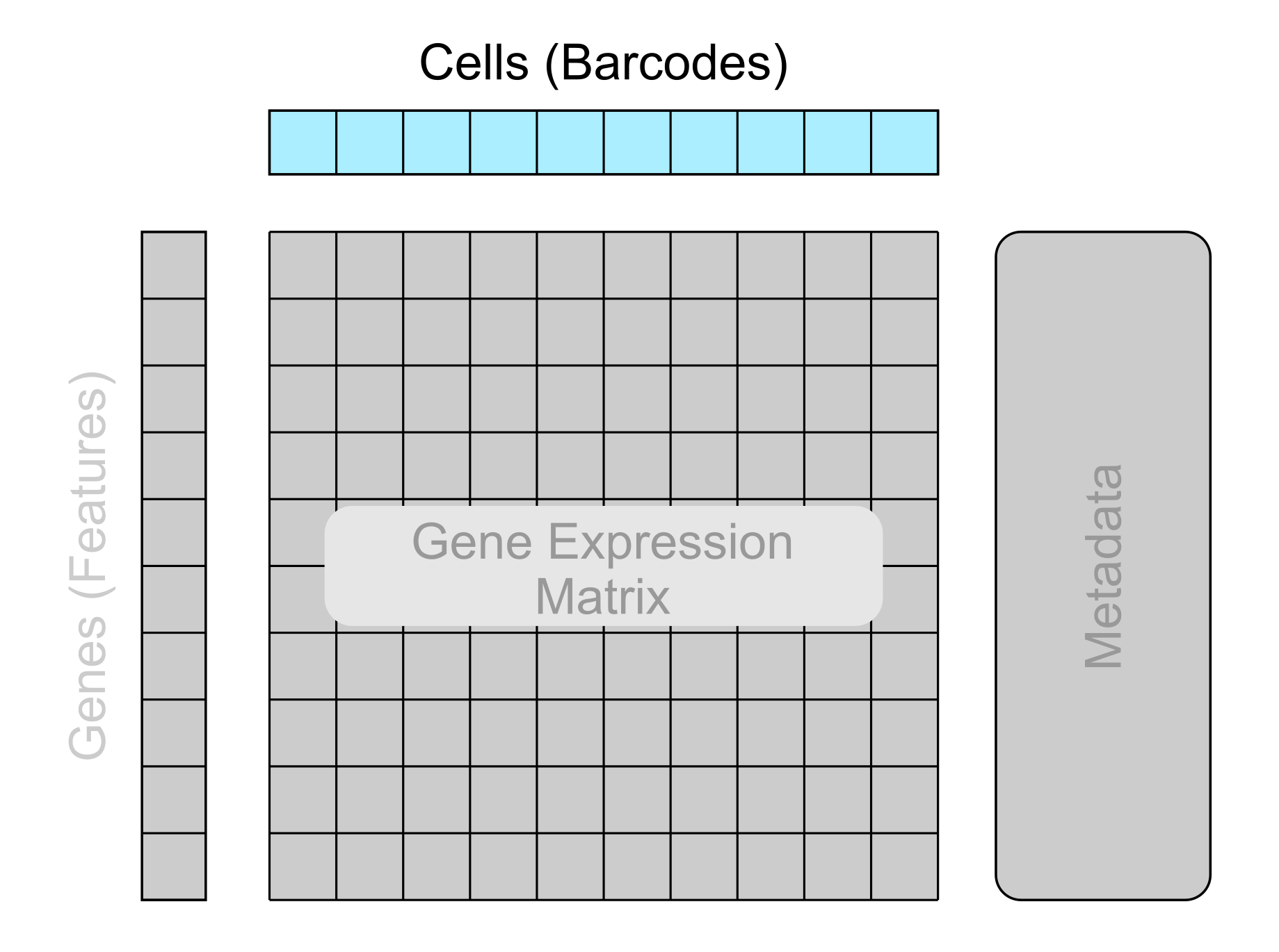 Basic structure of single-cell data with the cells section highlighted