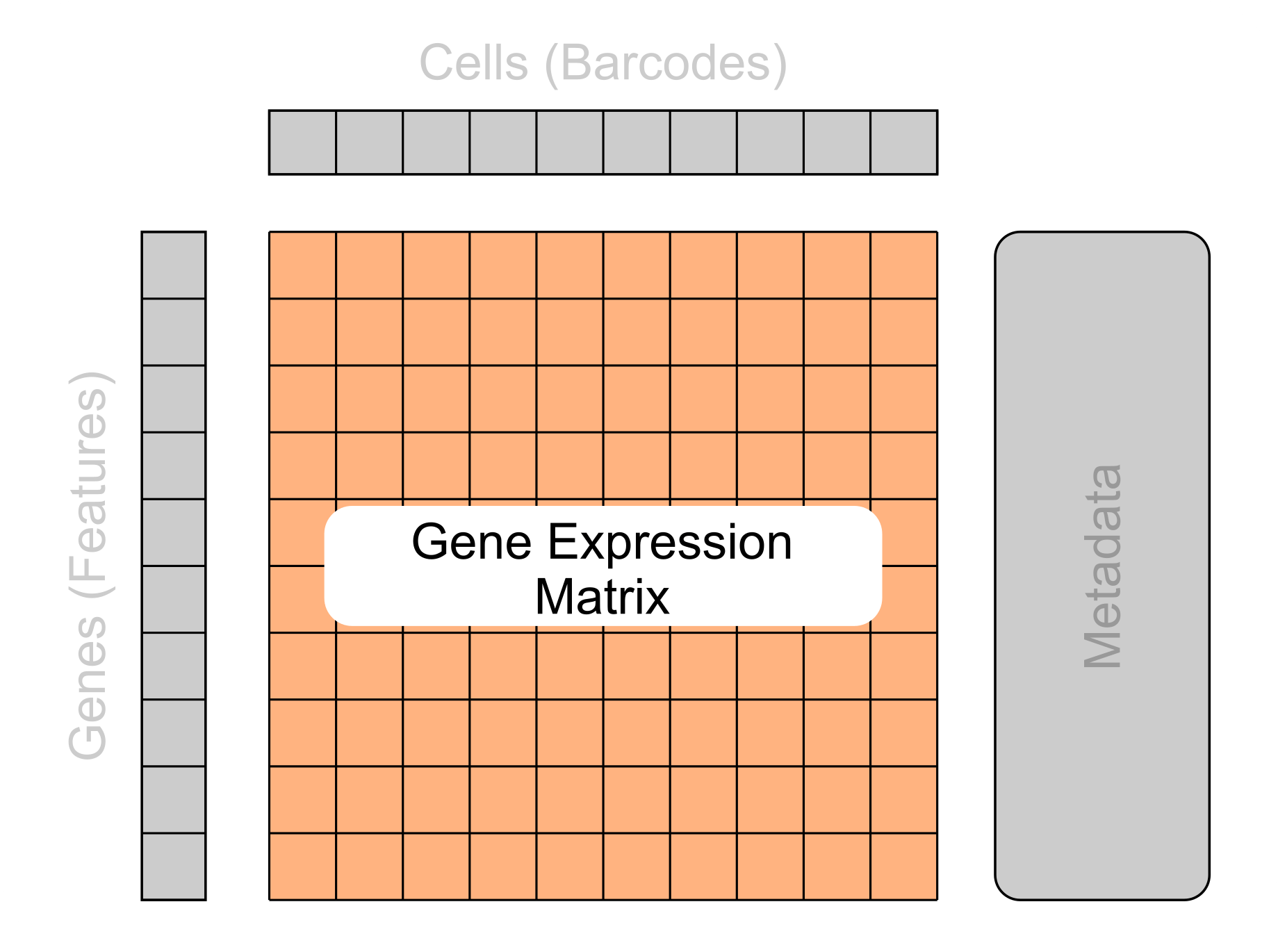 Basic structure of single-cell data with the matrix section highlighted