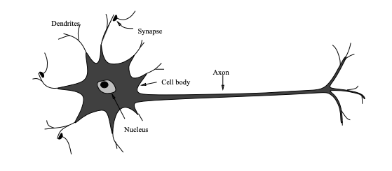 Sketch of a biological neuron and its components