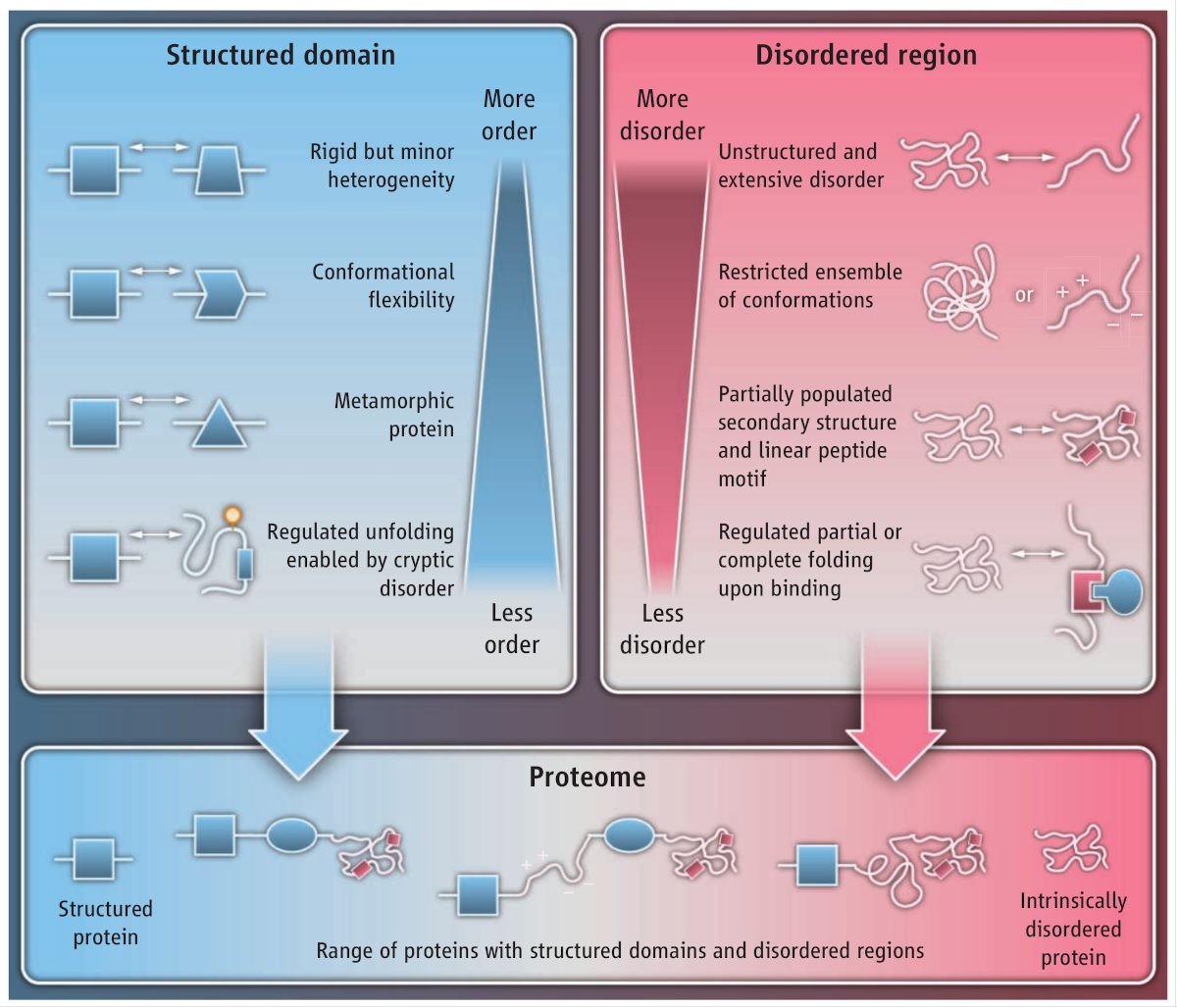 Why study intrinsically disordered proteins?